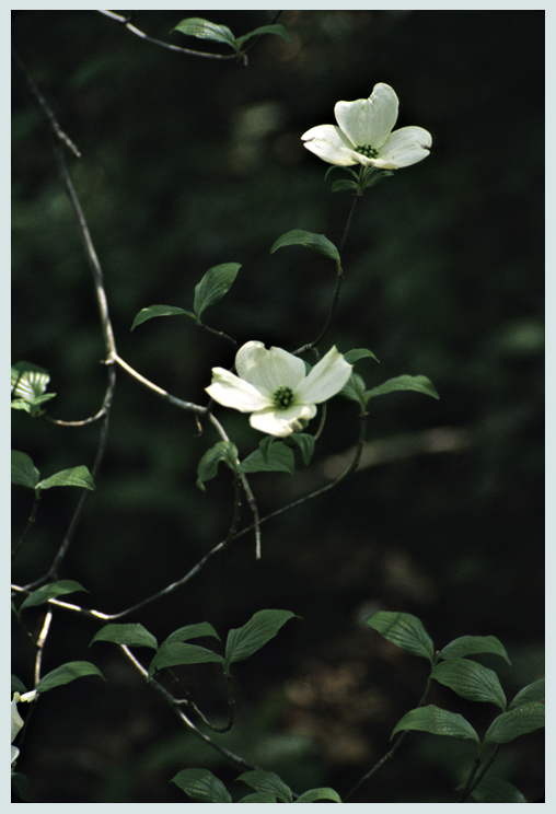 Native Dogwood 2