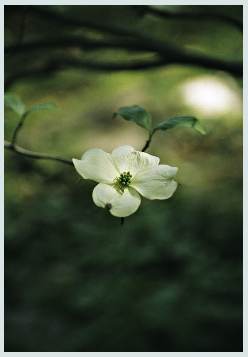Native Dogwood 3