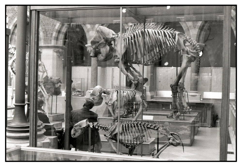 Natural History Museum