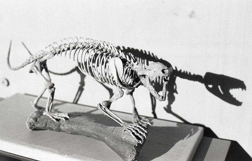 Natural History