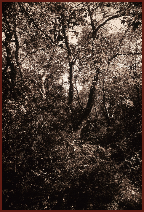 Nature's Abundance