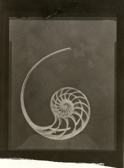 Nautilus Disected