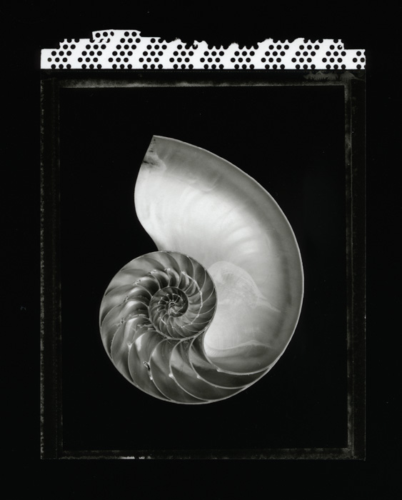 Nautilus - Lodima