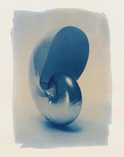 Nautilus