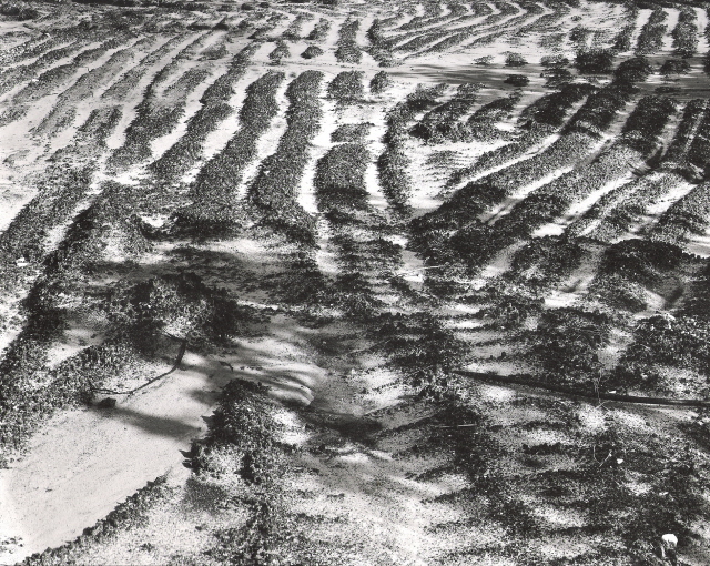 Near Ha Sharon Jct., 2008