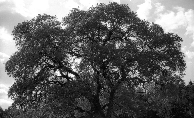 Neighborhood tree