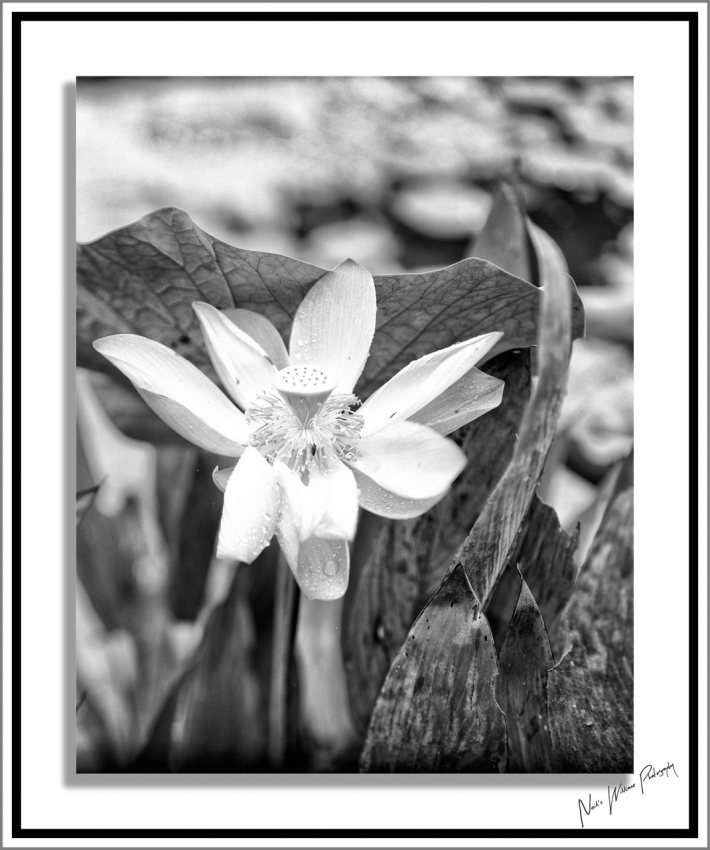 Neil's-Photography161