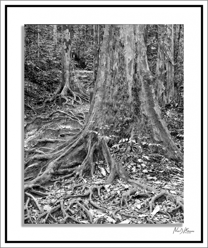 Neil's-Photography173