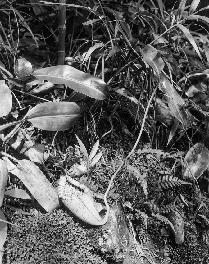 Nepenthes burbidgeai