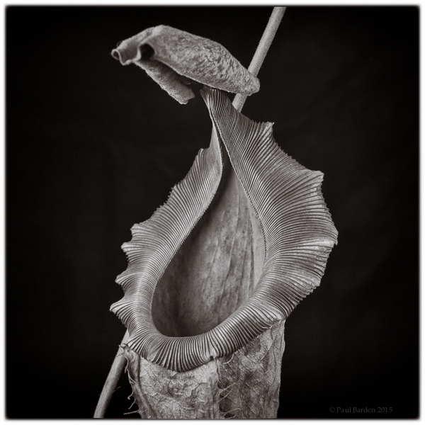 Nepenthes pitcher.