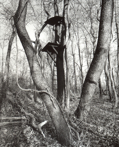 Nestled Treestand