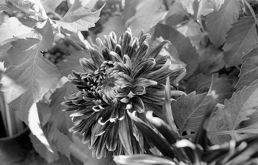 New film, new lens