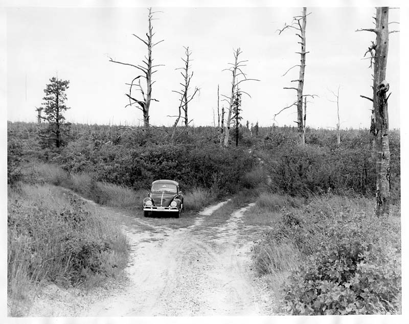 New Jersey Pine Barrens
