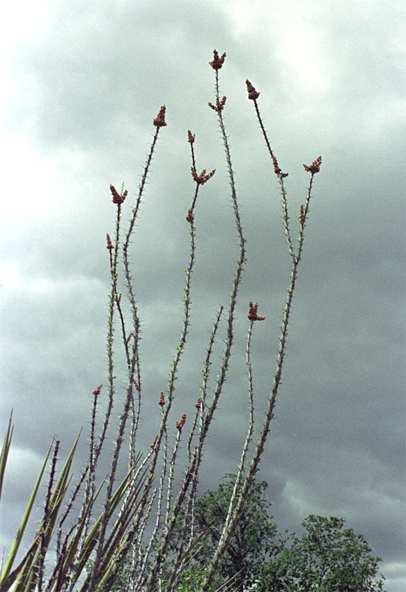New Mexico native cactus