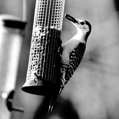 New TMAX400 in 120