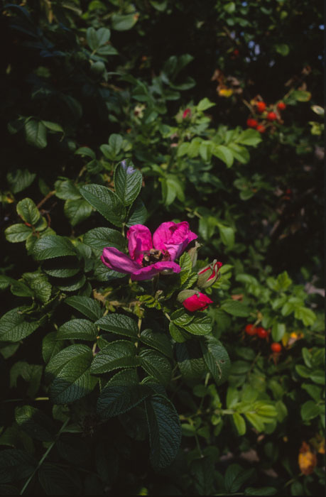 New Velvia 50