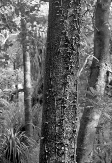 New Zealand vines