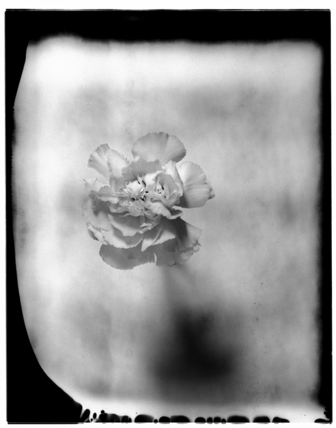 New55 and a Carnation