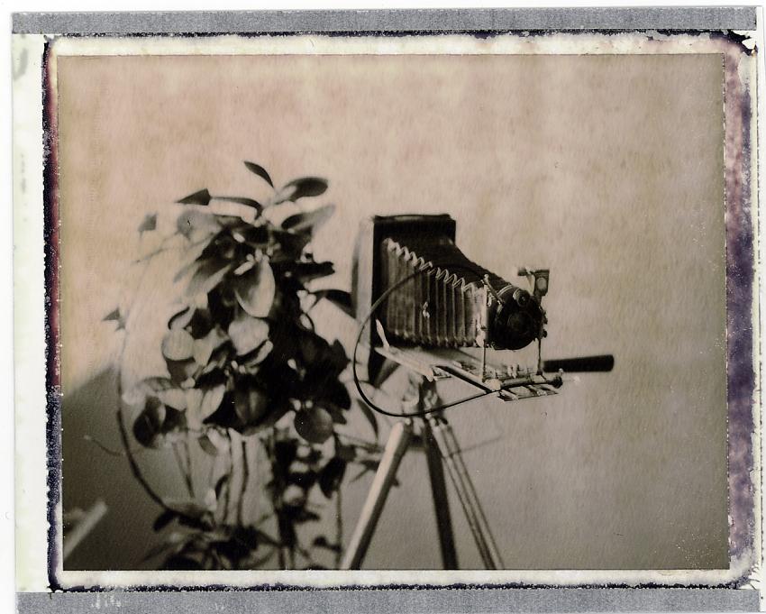 Newest member of the family II