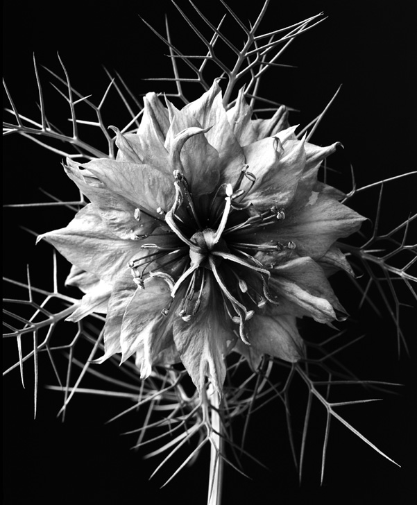 Nigella (detail)