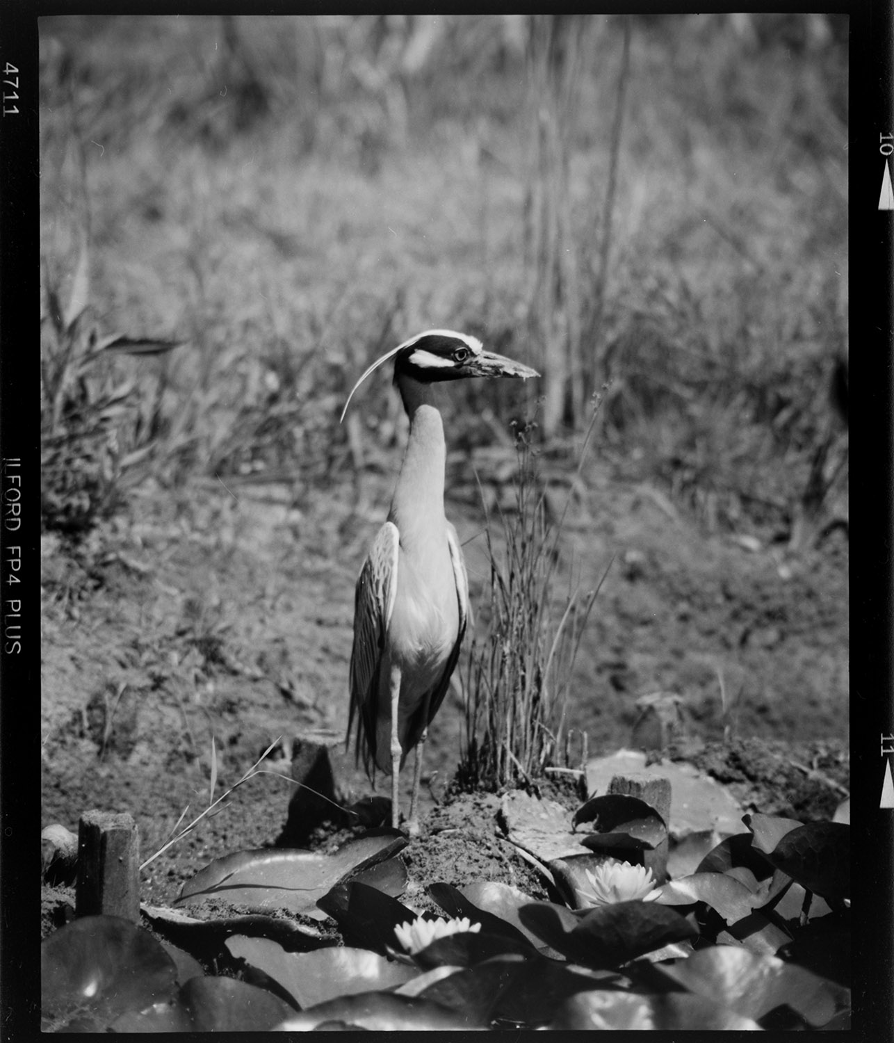 Night Heron, Kenilworth