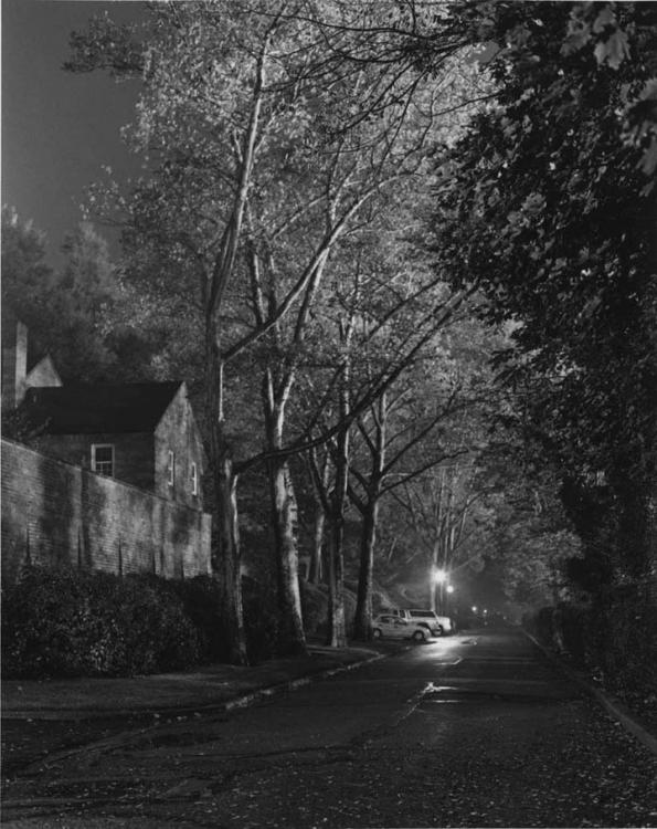 Night Sycamores