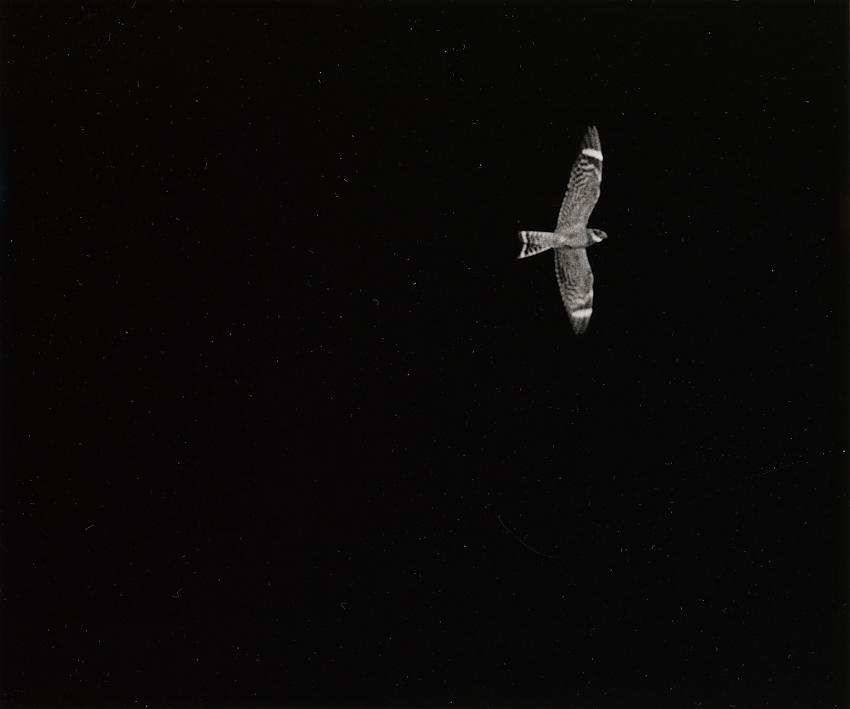 Nighthawk