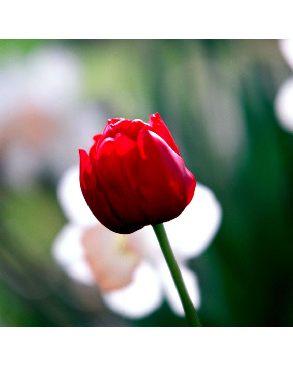 No kidding, it's a flower!