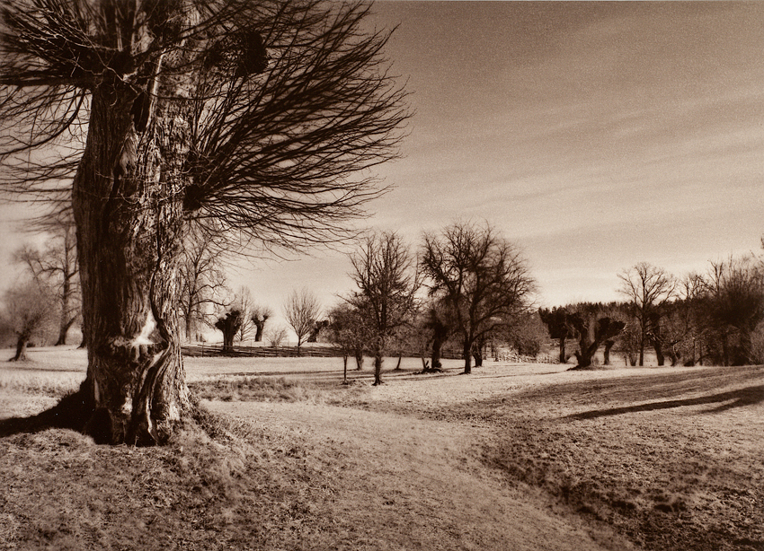 No leaves