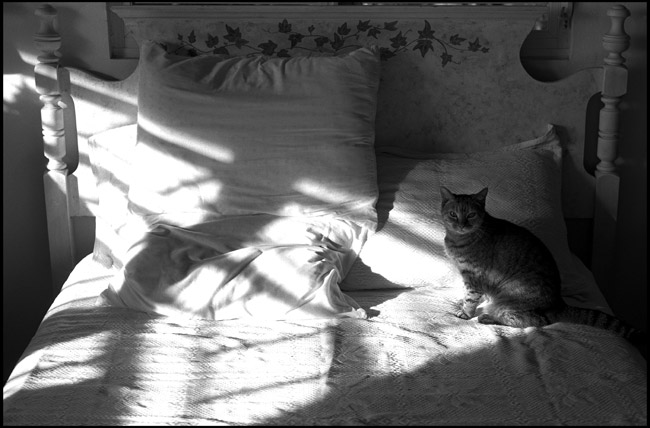 Nod on the bed