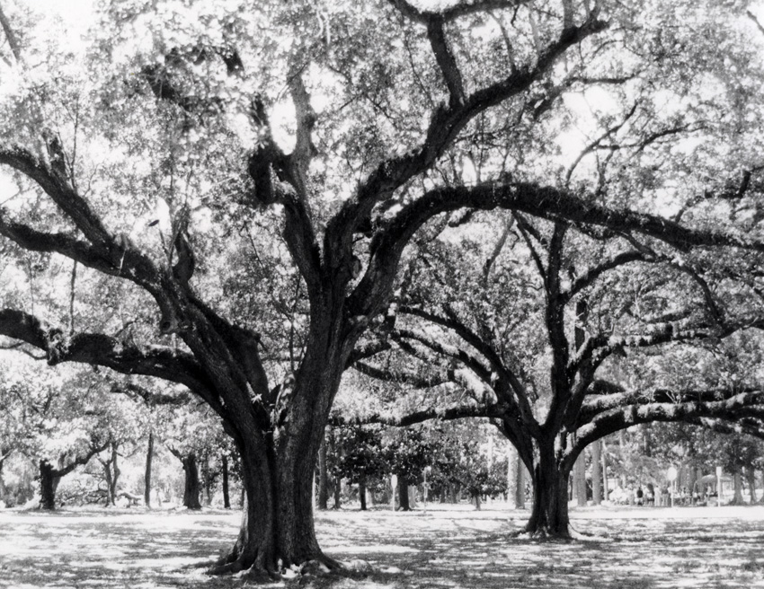 Nola Oaks