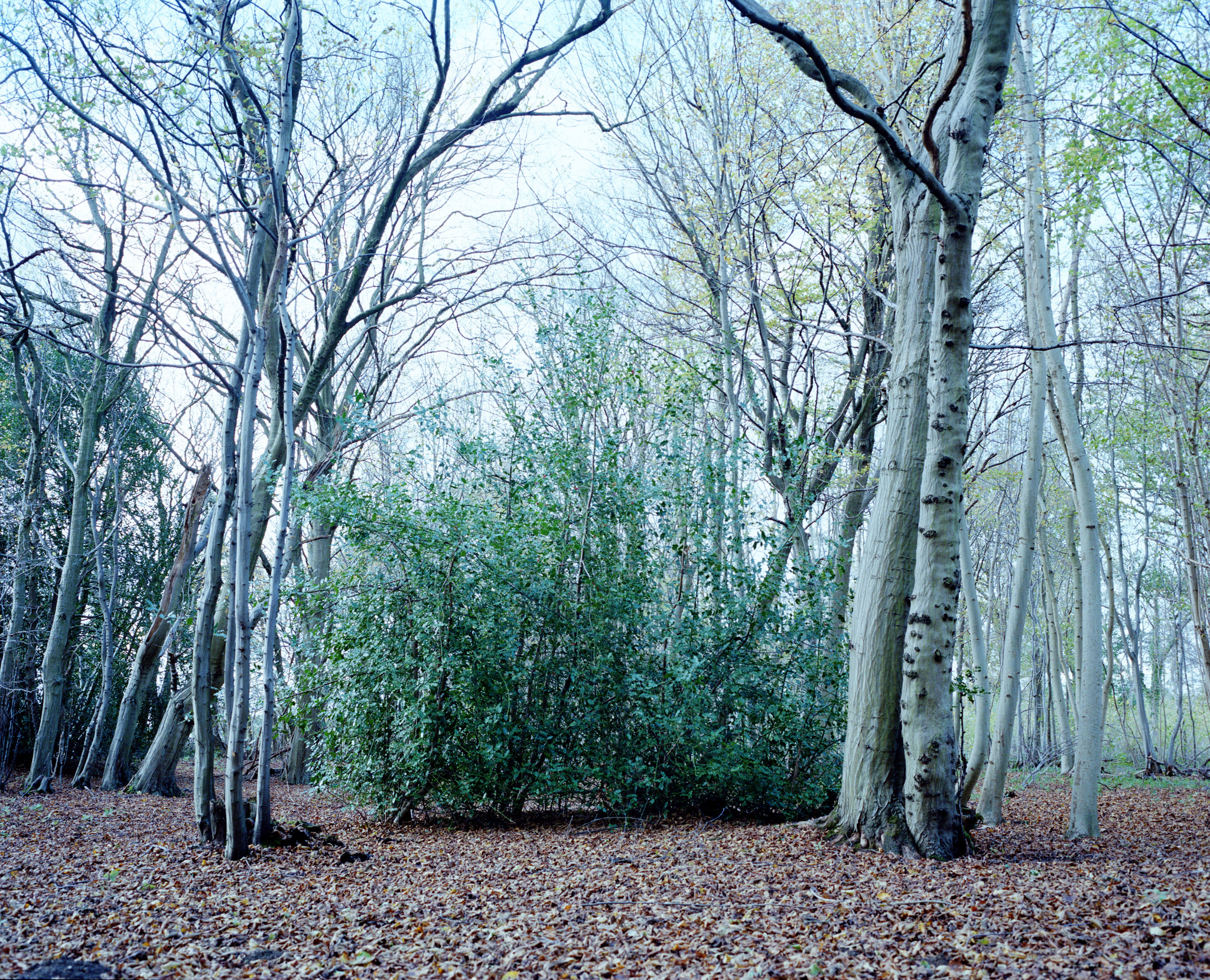 Norfolk Woods Scene