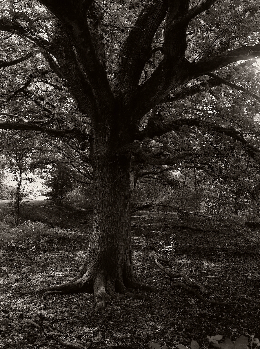 North 40 Sentry #1 - MSA "Nature")