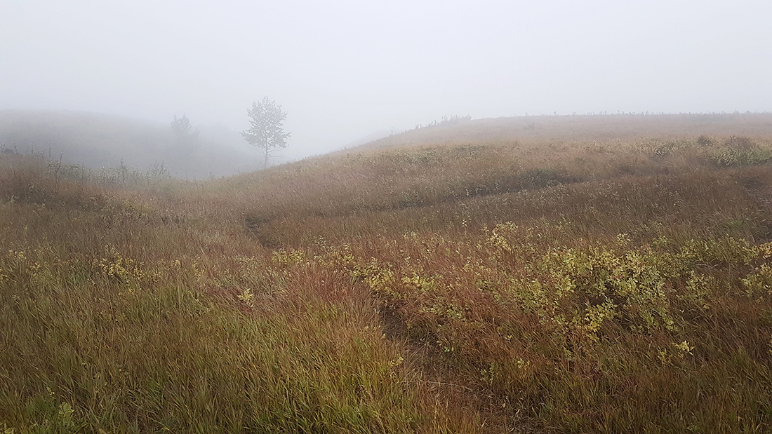 Nose Hill Fog