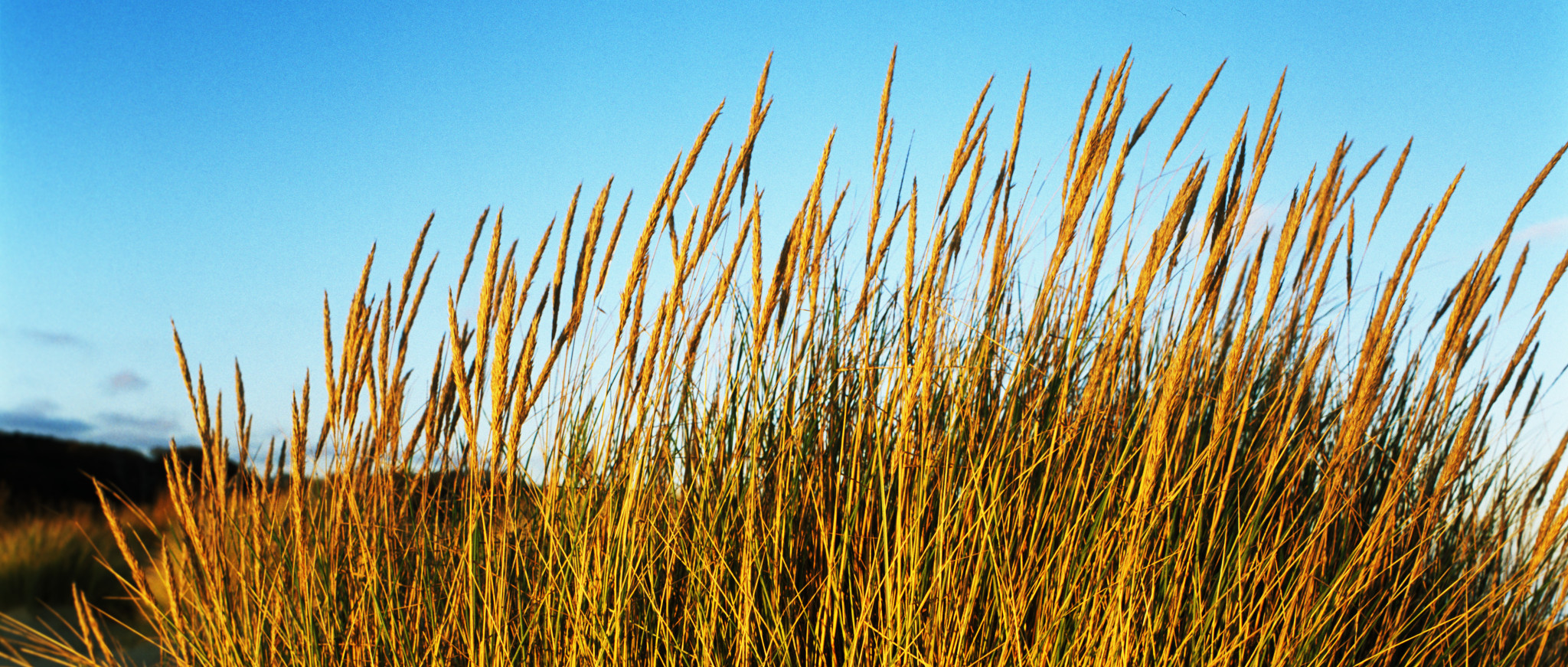 November grasses