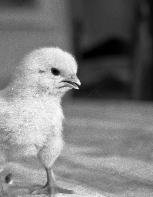 Now a nice chicken...