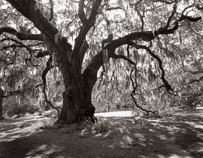 Oak #4