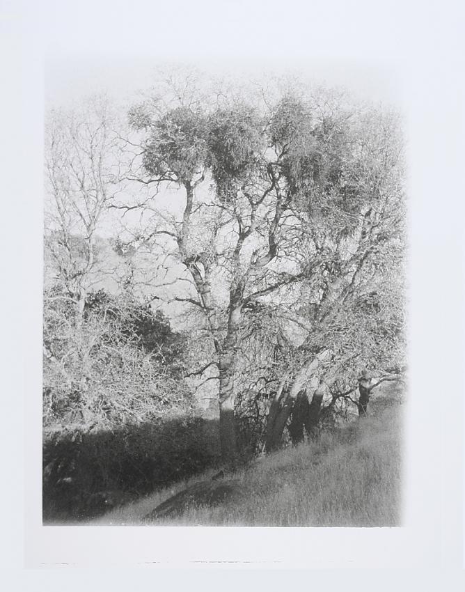 Oak and Mistletoe, Black Diamond Mines
