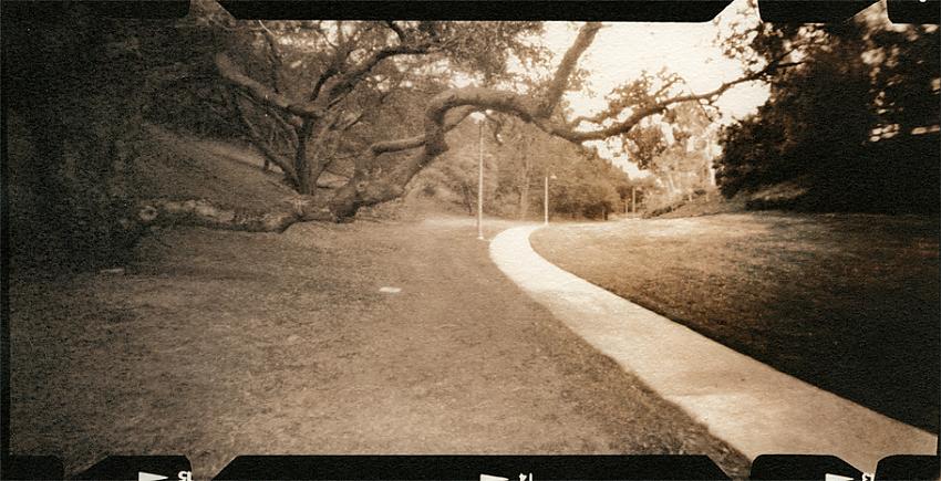 Oak Arch