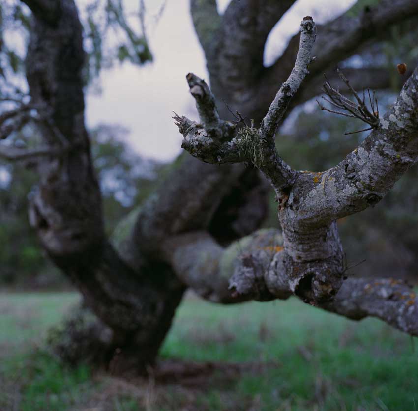 oak arm