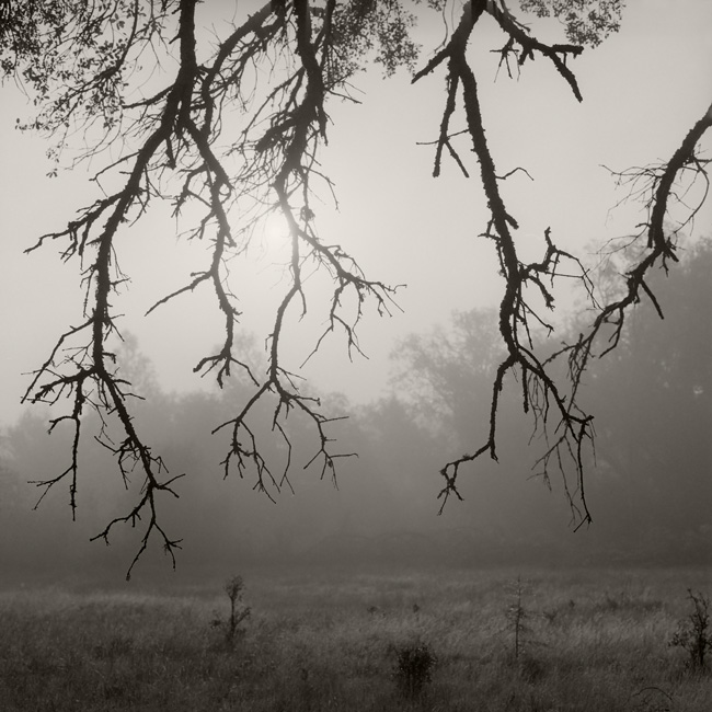 Oak Branches
