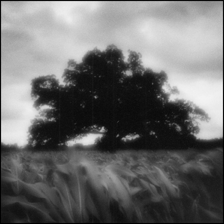 Oak in Corn
