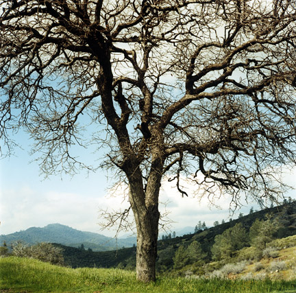 Oak, Sierra Foothills