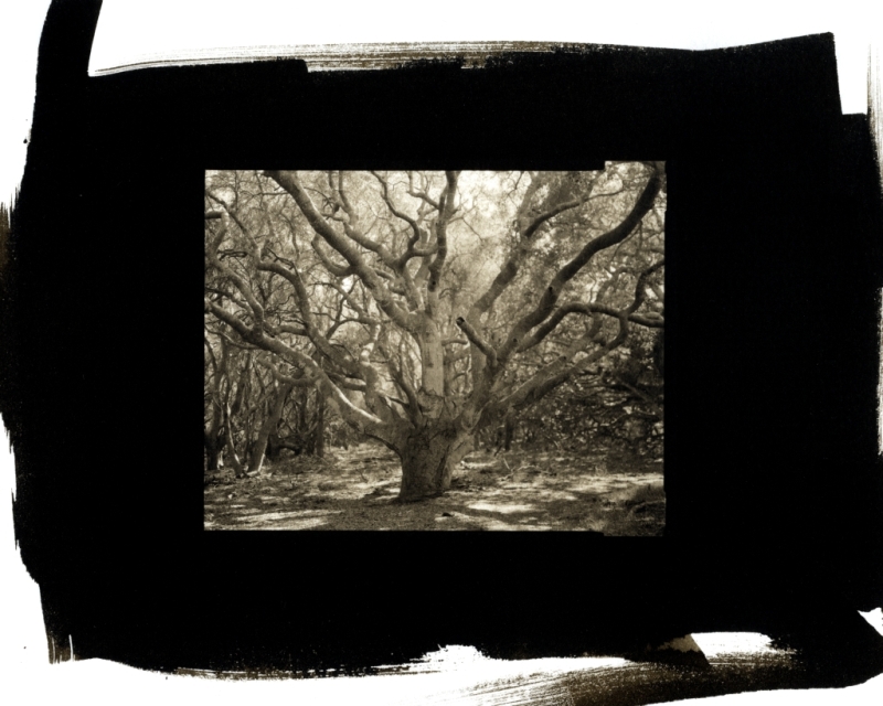 Oak Tree at SLO