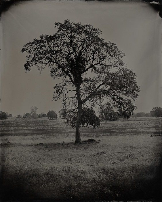 Oak Tree, El Dorado