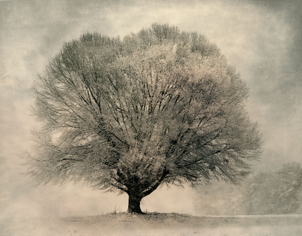 Oak Tree In Snow
