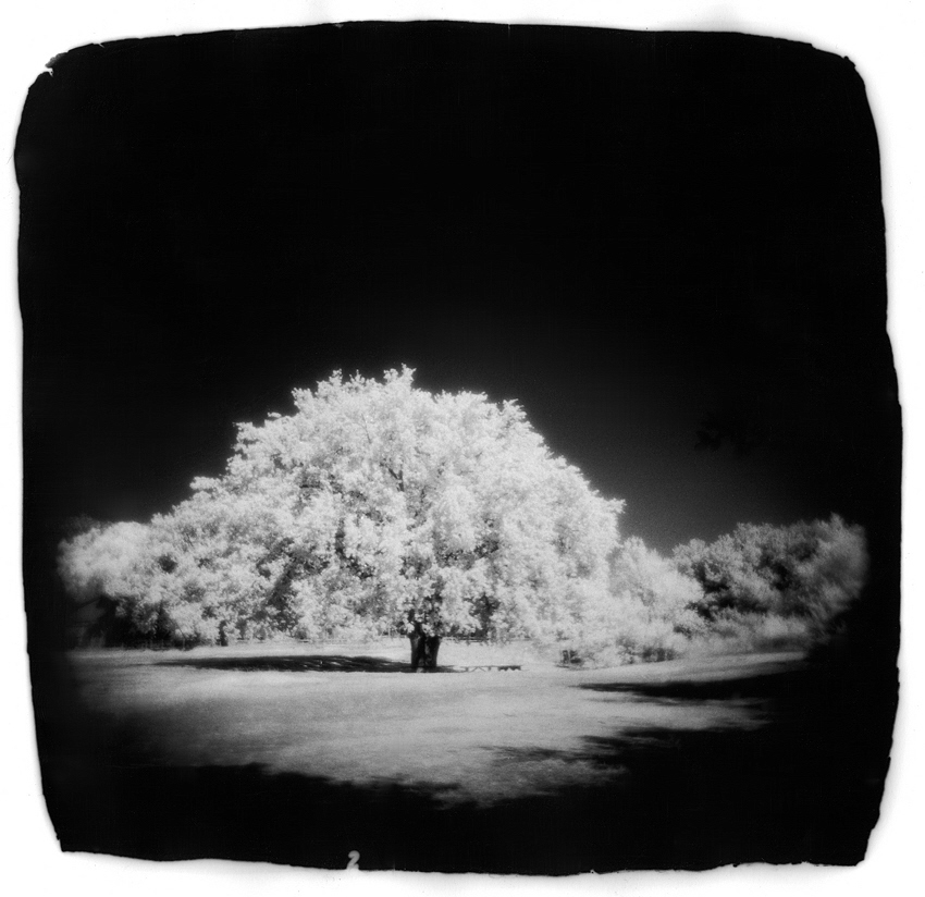 Oak Tree IR