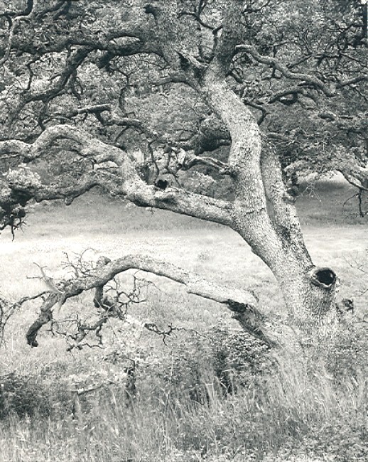 Oak Tree