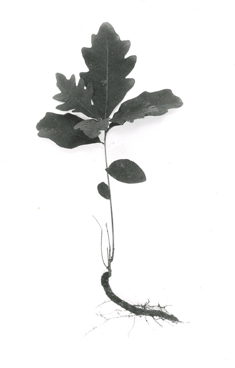 Oak Tree