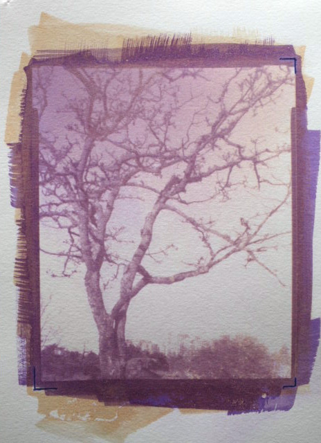 Oak Tree